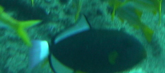 Melichthys vidua