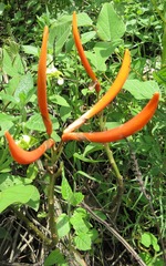 Erythrina leptorhiza