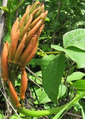 Erythrina leptorhiza