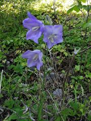 Campanula persicifolia