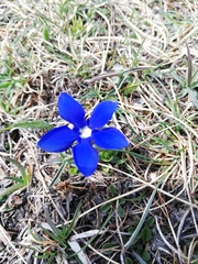 Gentiana brachyphylla