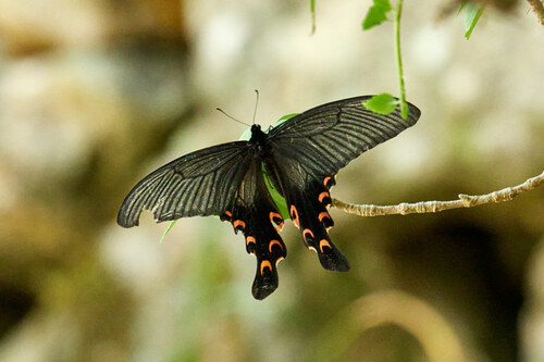Elwes' Swallowtail
