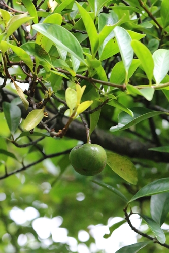 Garcinia oblongifolia, photograph 3