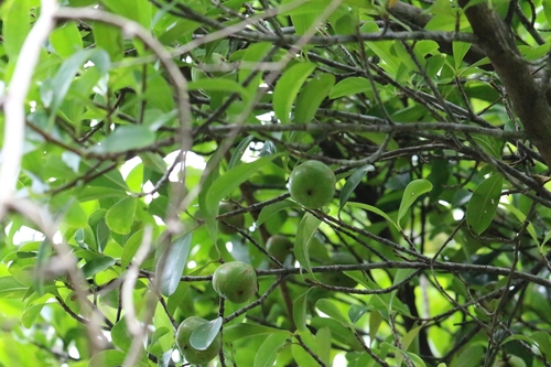 Garcinia oblongifolia, photograph 4