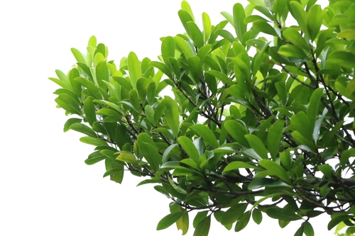 Garcinia oblongifolia, photograph 5