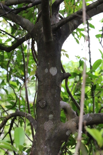 Garcinia oblongifolia, photograph 6