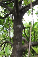 Garcinia oblongifolia, photograph author not stated, no rights reserved