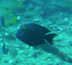 Ctenochaetus strigosus