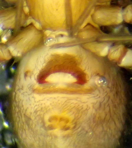 Pholcophora americana