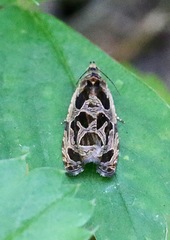 Olethreutes tilianum