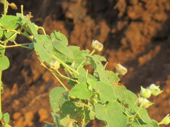 Abutilon guineense