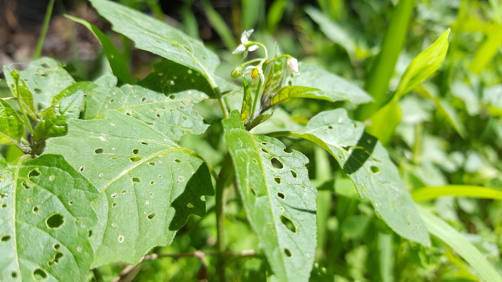 Black Nightshade Complex from Peter Desrochers Country Knolls Memorial ...