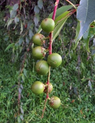 Prunus serotina capuli