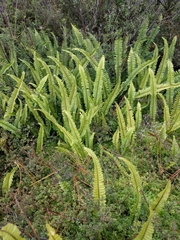 Nephrolepis flexuosa