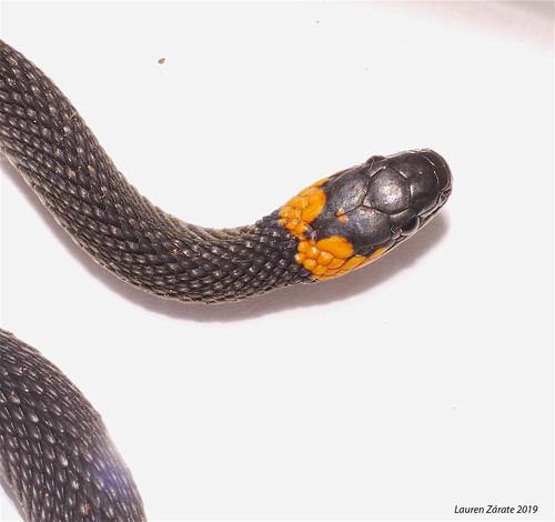 Ringneck Coffee Snake