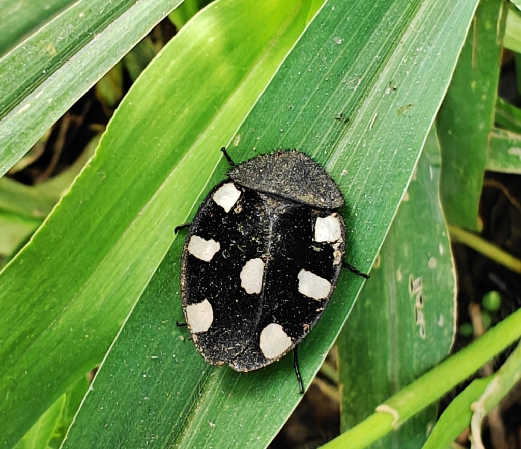 Domino Roach