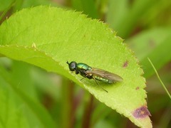 Chloromyia formosa