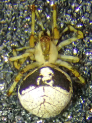 Theridion lawrencei