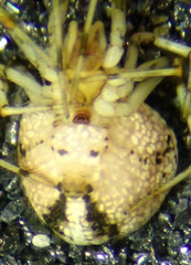 Theridion lawrencei