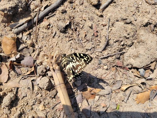 Citrus Swallowtail
