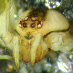 Theridion lawrencei
