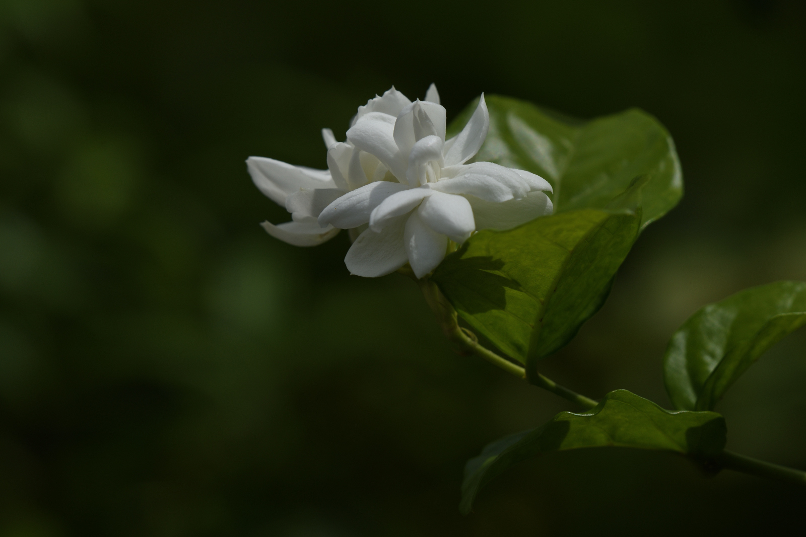 Arabian Jasmine (Jasminum sambac)
