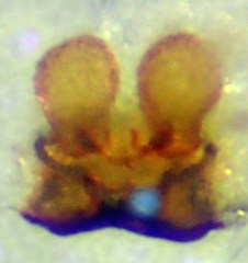 Theridion lawrencei