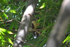 Pulsatrix koeniswaldiana