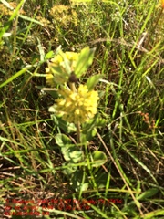 Asclepias obovata
