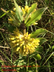 Asclepias obovata