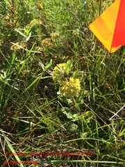 Asclepias obovata