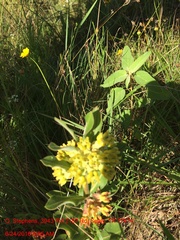Asclepias obovata
