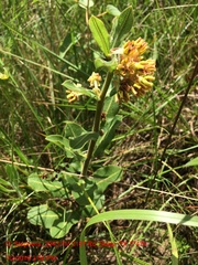 Asclepias obovata