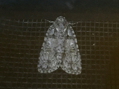 Acronicta retardata