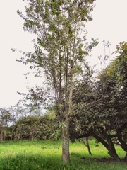 Prunus serotina capuli