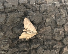 Phryganidia californica