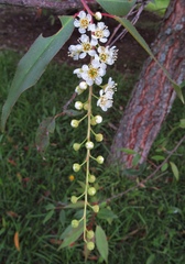 Prunus serotina capuli