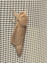 Phragmataecia castaneae