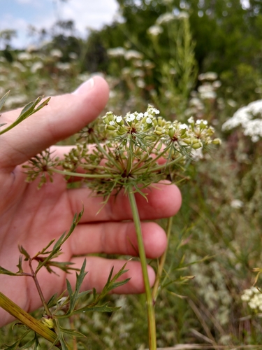 Image of Daucosma laciniata by (c) Cleveland Powell, some rights reserved (CC BY)