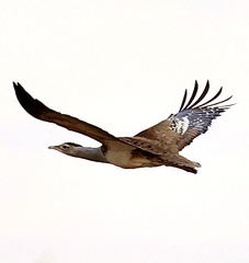 Australian Bustard photo 5