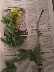 Thermopsis divaricarpa