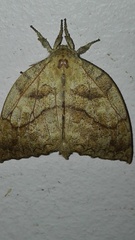 Ephoria lybia