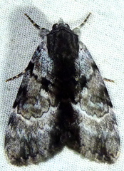 Catocala andromedae