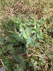 Vaccinium uliginosum