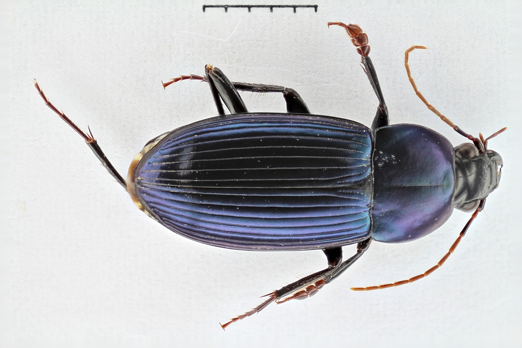 Pseudoodes coelestinus