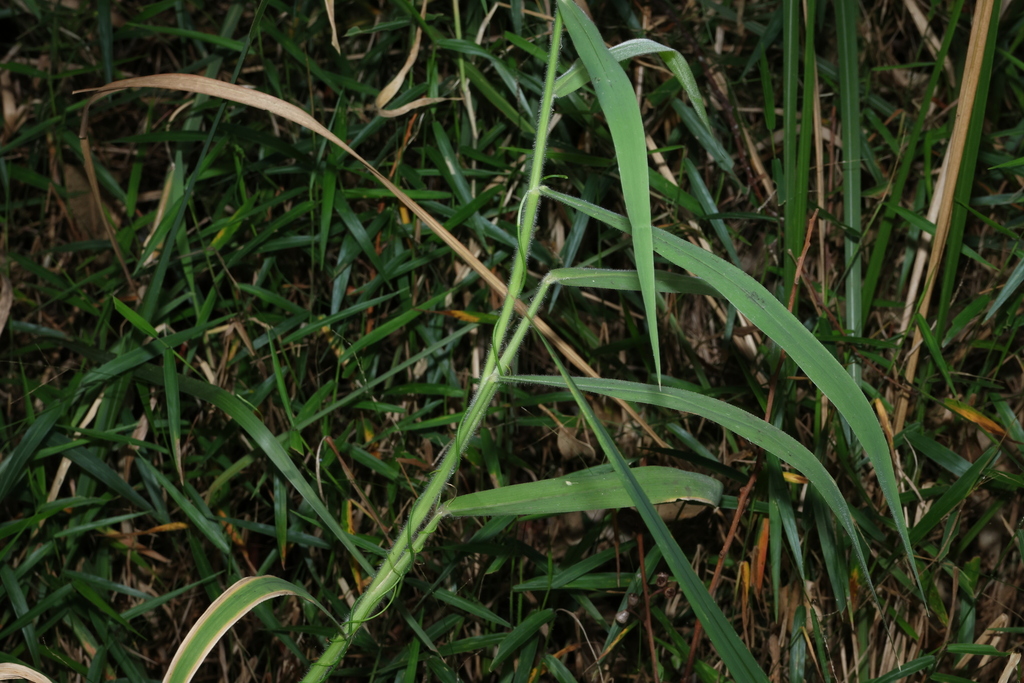 Image showcasing Molasses Grass from Sunshine Coast QLD, Australia on August 11, 2024 at ...