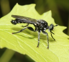 Laphria sicula