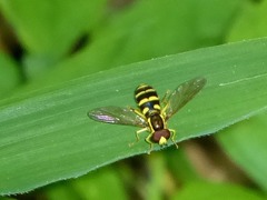 Xanthogramma flavipes