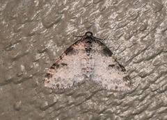 Lobophora nivigerata