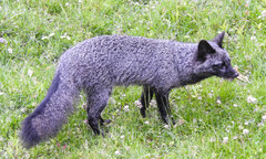 Gray Fox photo 2